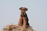 WELSH TERRIER 091